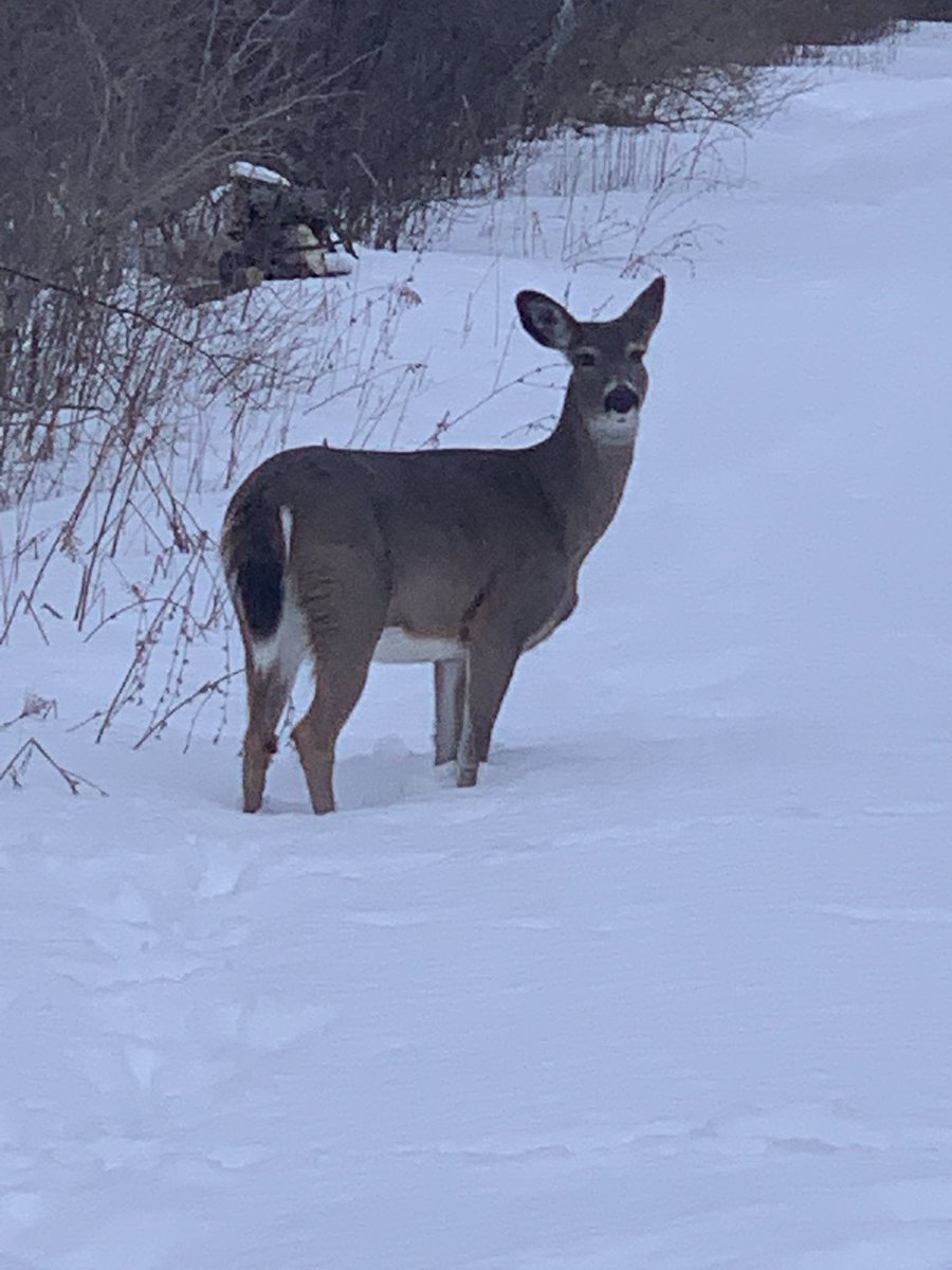 Courtney🐮 tweet media