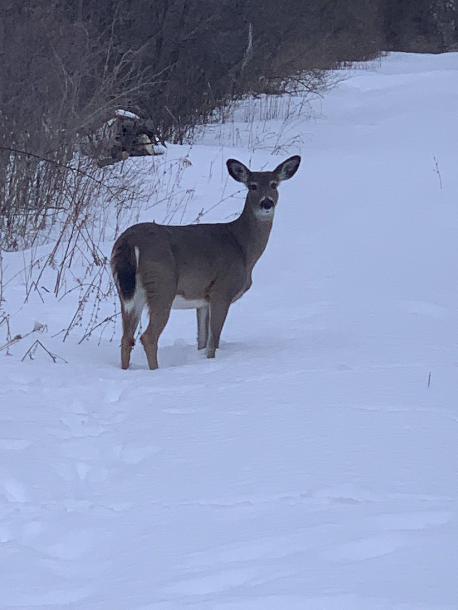 Courtney🐮 tweet media