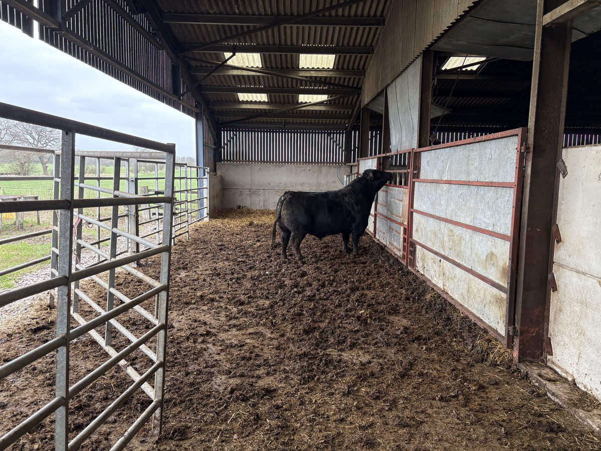 Aln Angus - Creating your future in beef tweet media