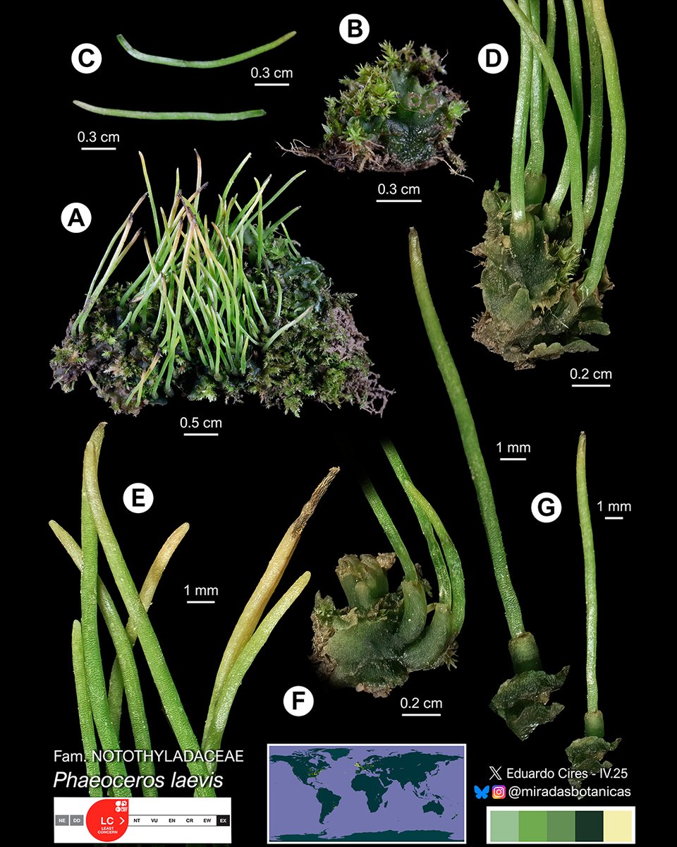 Eduardo Cires tweet media