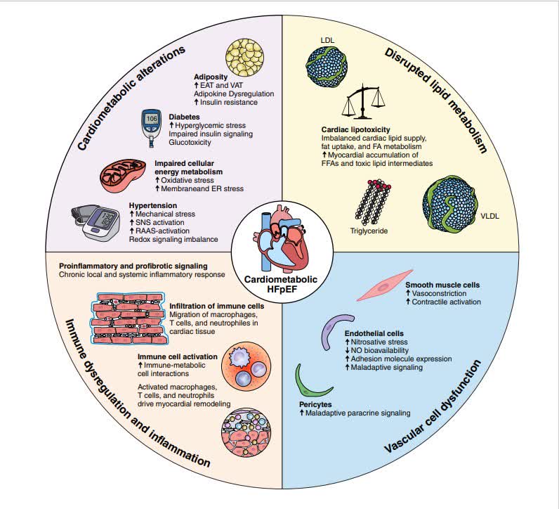 Circ: Heart Failure tweet media