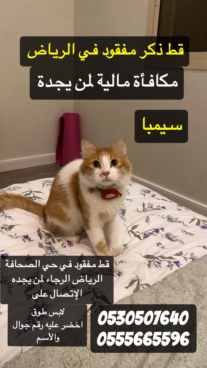 #الرياض
#قط_مفقود
قط ذكر مفقود في الرياض
