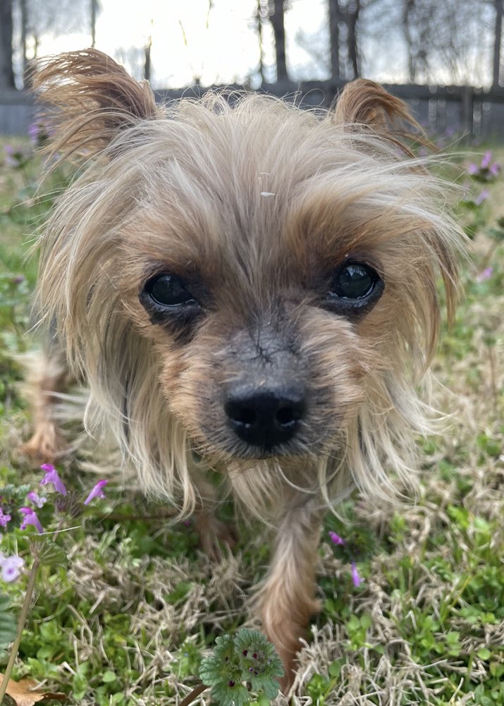 I lost my Pickle today.  She was 15 years old and she was my best friend and soulmate.  My heart is broken.  She had an enlarged heart and she fought for 3 years to stay with her mama.  I have the emptiest feeling and I feel so alone.