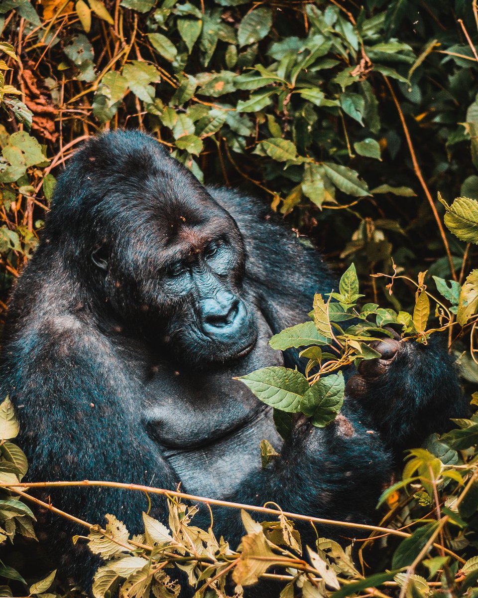 Big Five Tours and Expeditions tweet media