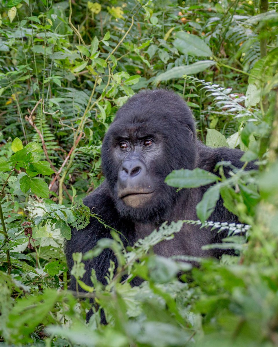 Big Five Tours and Expeditions tweet media