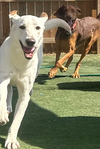 Gunner #21 is a goofy, smart &amp; playful 1.5-yo, 75lb yellow Lab being fostered in Connecticut. He loves his people &amp; has a playful heart. He does best with slow hellos &amp; a calm home. He will be a loyal, loving companion once comfy!
petfinder.com/dog/gunner-21-…