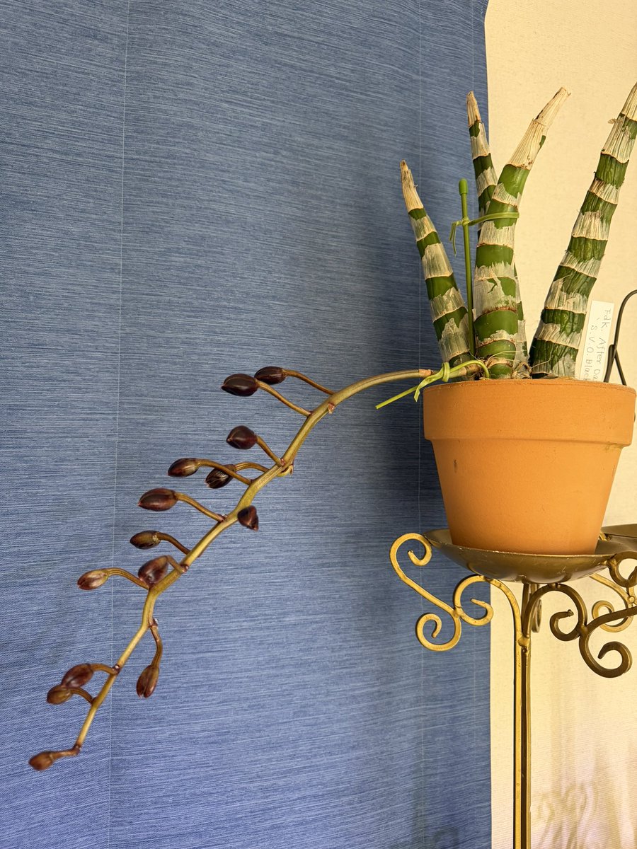 北条早雲@タケノコ蘭沼 (@chakky12031020) / Posts / X