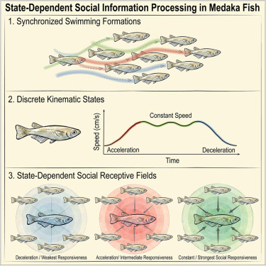 Florian Engert tweet media
