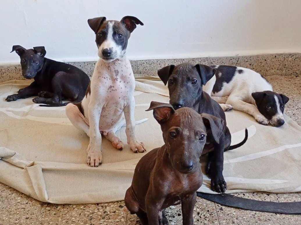 URGENTE ‼️ URGENTE ‼️ 
Los encontraron en una caja en la calle cerca de la ruta en Mar de Ajo
2 ya murieron atropellados 
Una chica se los llevó y los está desparasitando, pero no los puede tener
Marianela . 📌 1165784162
Busca tránsitos o adopción.
MAXIMA DIFUSION!!!!
 Los