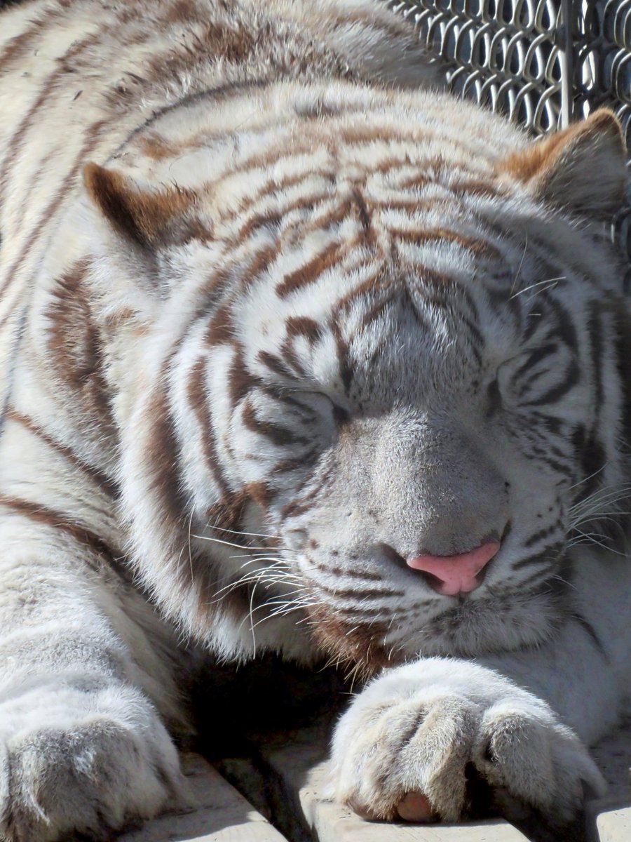 mayu0000228's tweet photo. ⁡🐯.｡oO - ̗̀ ぼくシグレ😴💭   ̖́‐ https://t.co/uqJf0Vk95J