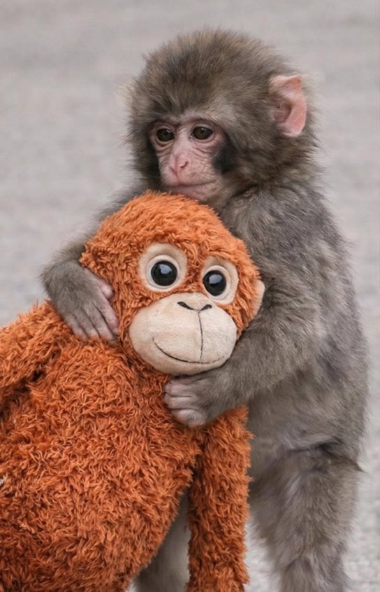 Te quiero mucho, Punch🥺. I feel you