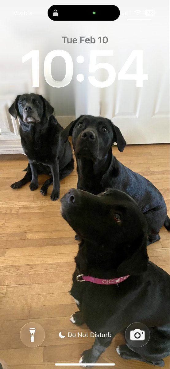 SamTweetsWright's tweet photo. @CamEdwards Yes we do!  More dogs - Less People! https://t.co/K04Sedj1zr
