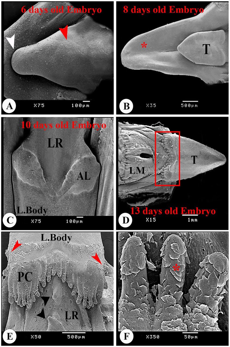 Editors of Anatomia, Histologia, Embryologia tweet media