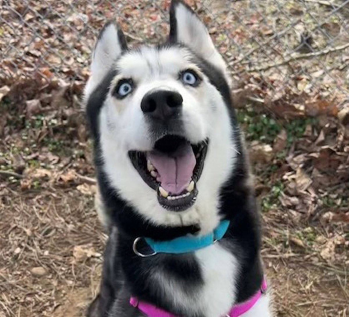 Multnomah County Animal Services tweet media