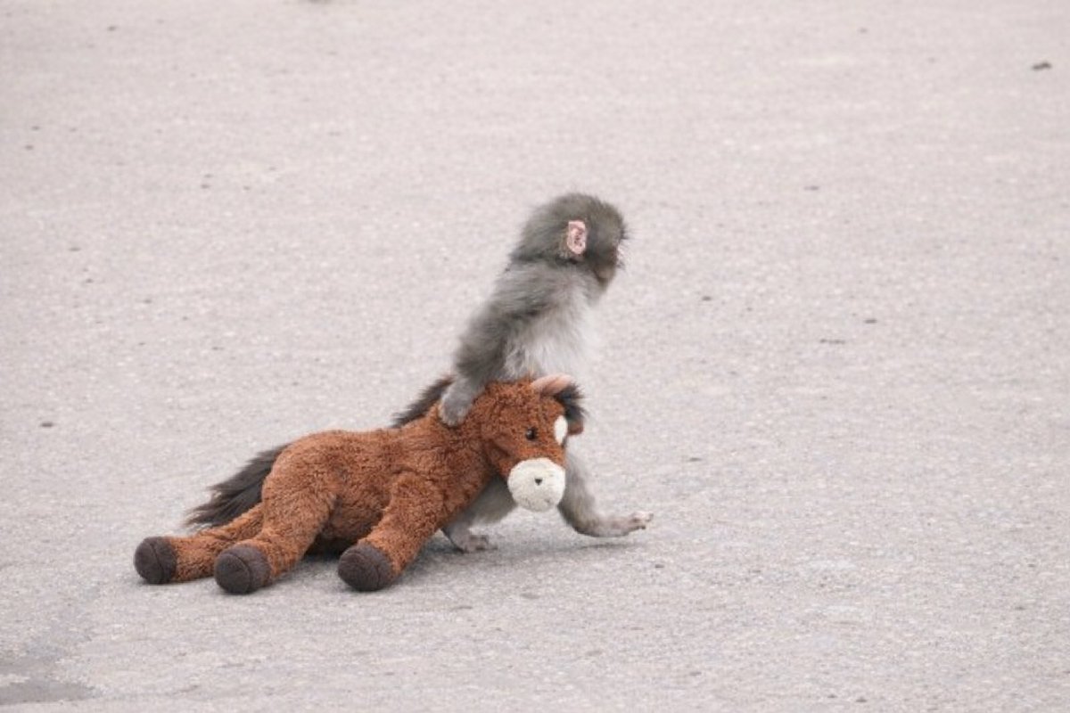 runner.rodeo tweet media