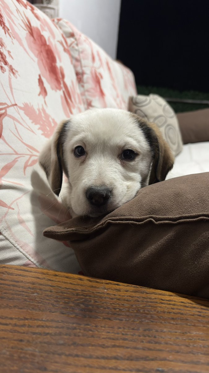 Aleksandar Petrović tweet media