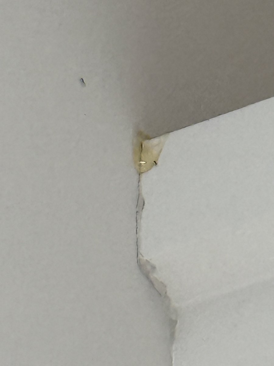 CFPCC's tweet photo. Ghost ants? I see you I see you 👀 https://t.co/w2i4IVm7G7