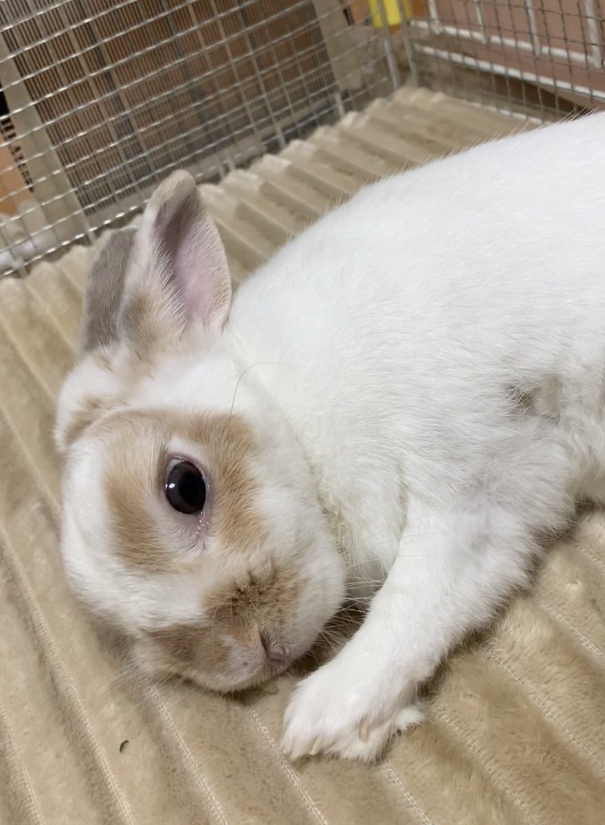 旅うさぎ tweet media