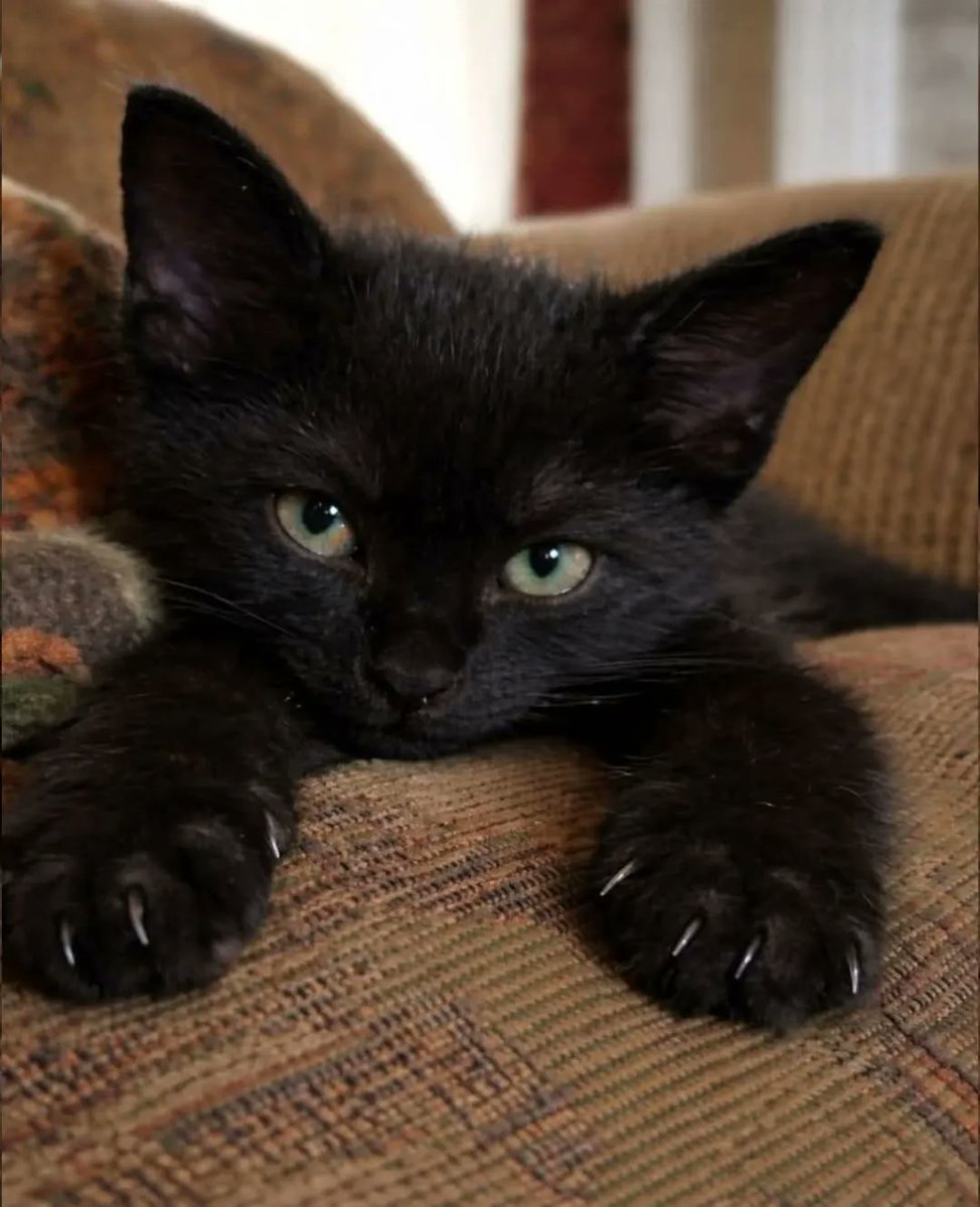 smol silly cat (@catsillyness) on Twitter photo 
