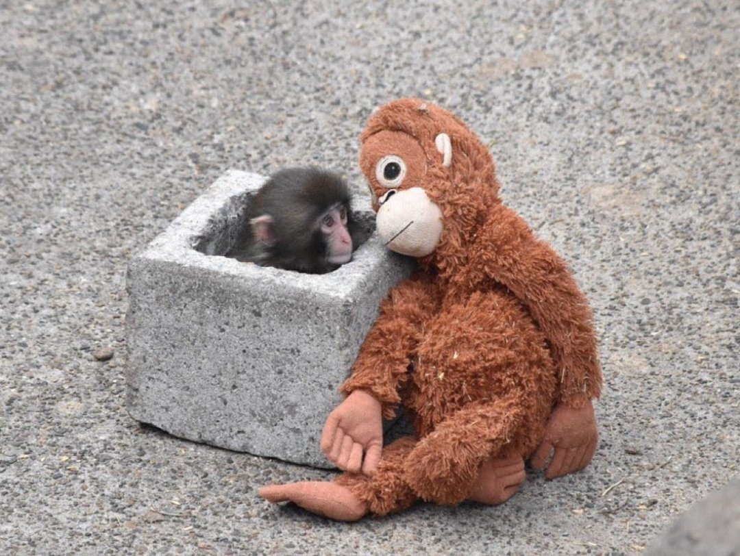 mialmaennana's tweet image. Hoy llore 5 veces por este monito que no se siente querido y se refugia en un peluche de ikea