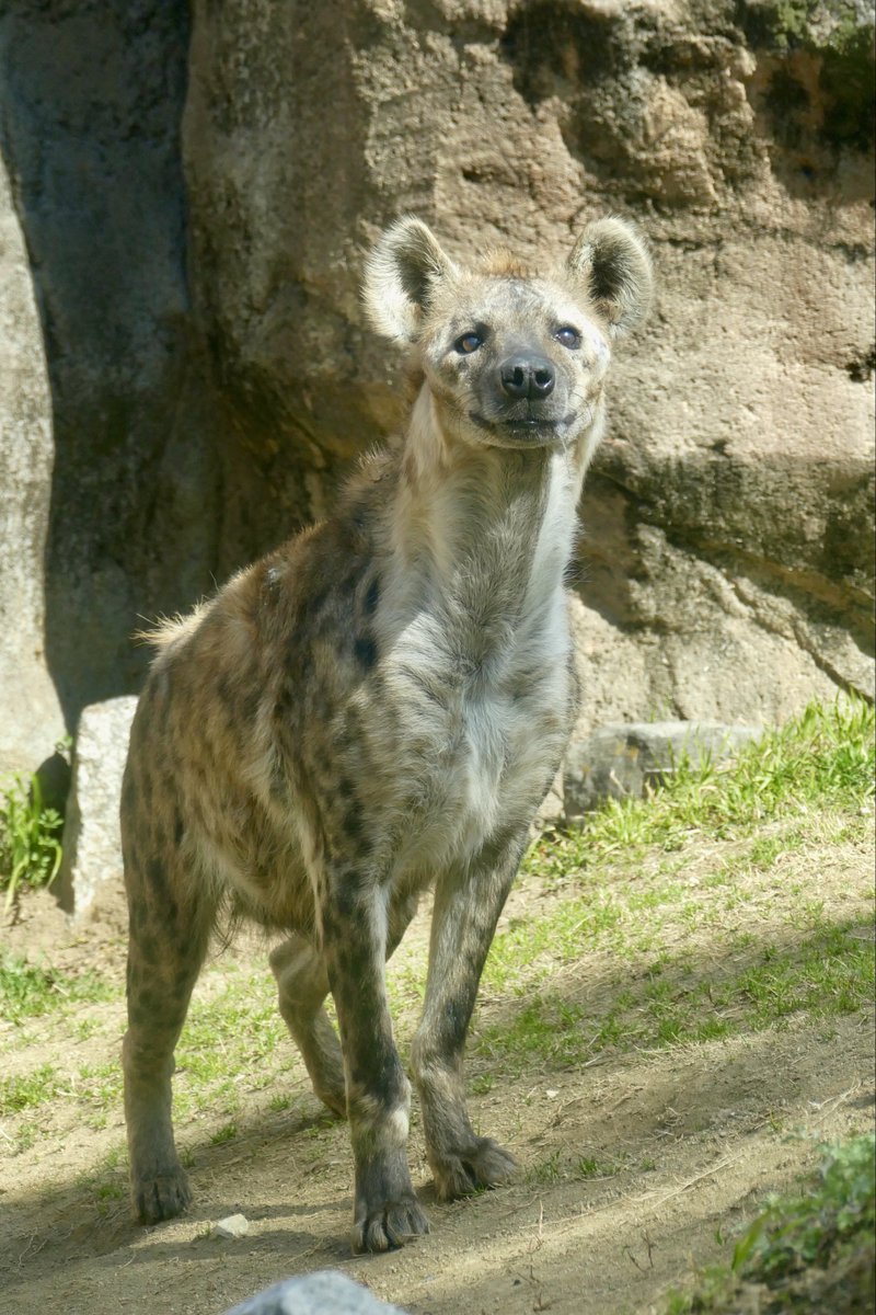 おはレイ君🐾
#ブチハイエナ
#ハイエナ地位向上委員会
#天王寺動物園