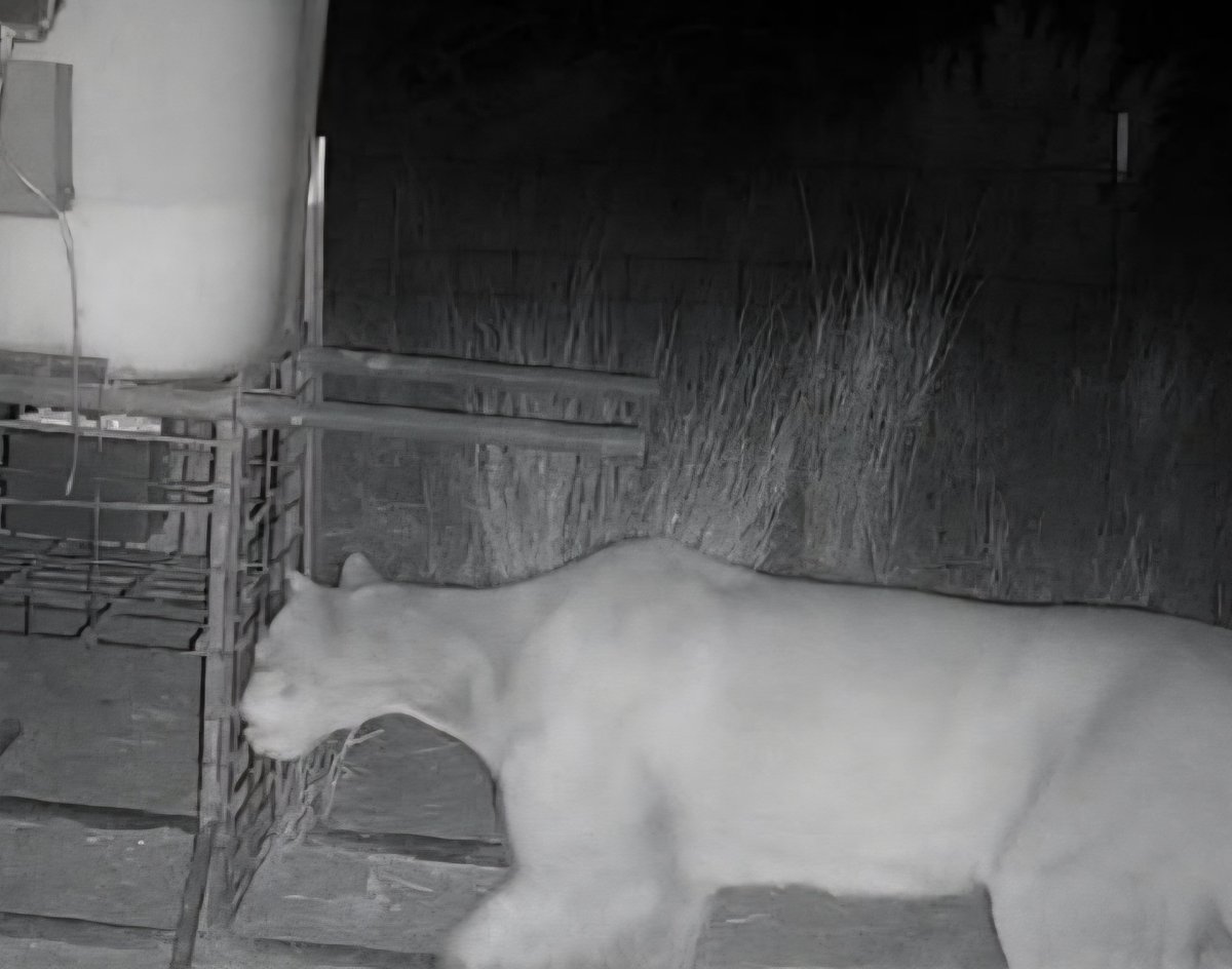 This beauty was caught on the neighbor's game cam. Wonder why I am always armed? She is gorgeous but I'm not dinner.