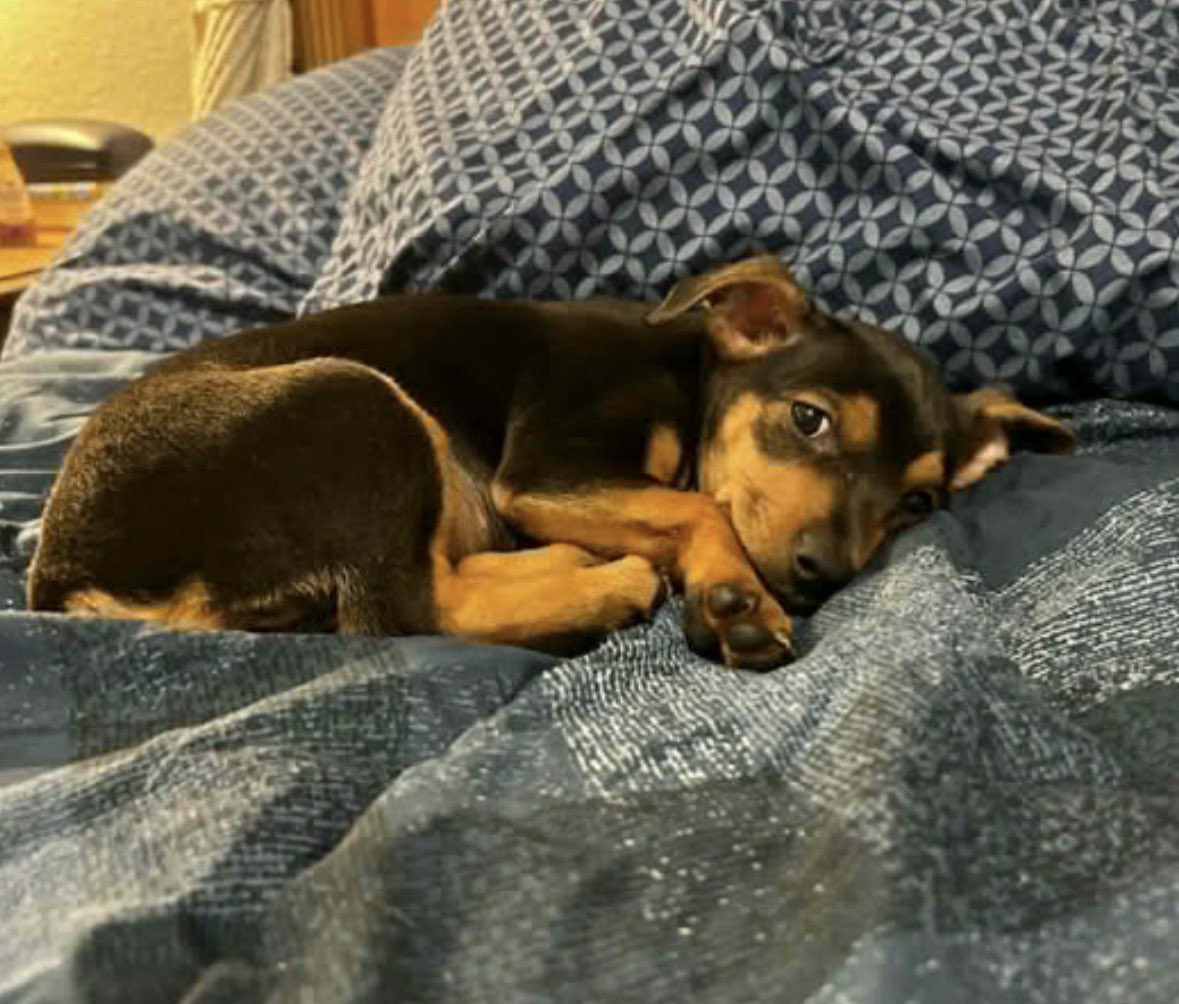 South Texas Animal Rescue Group, AKA STAR Group tweet media