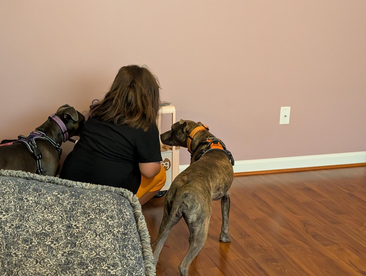 WakeGOV Pets tweet media