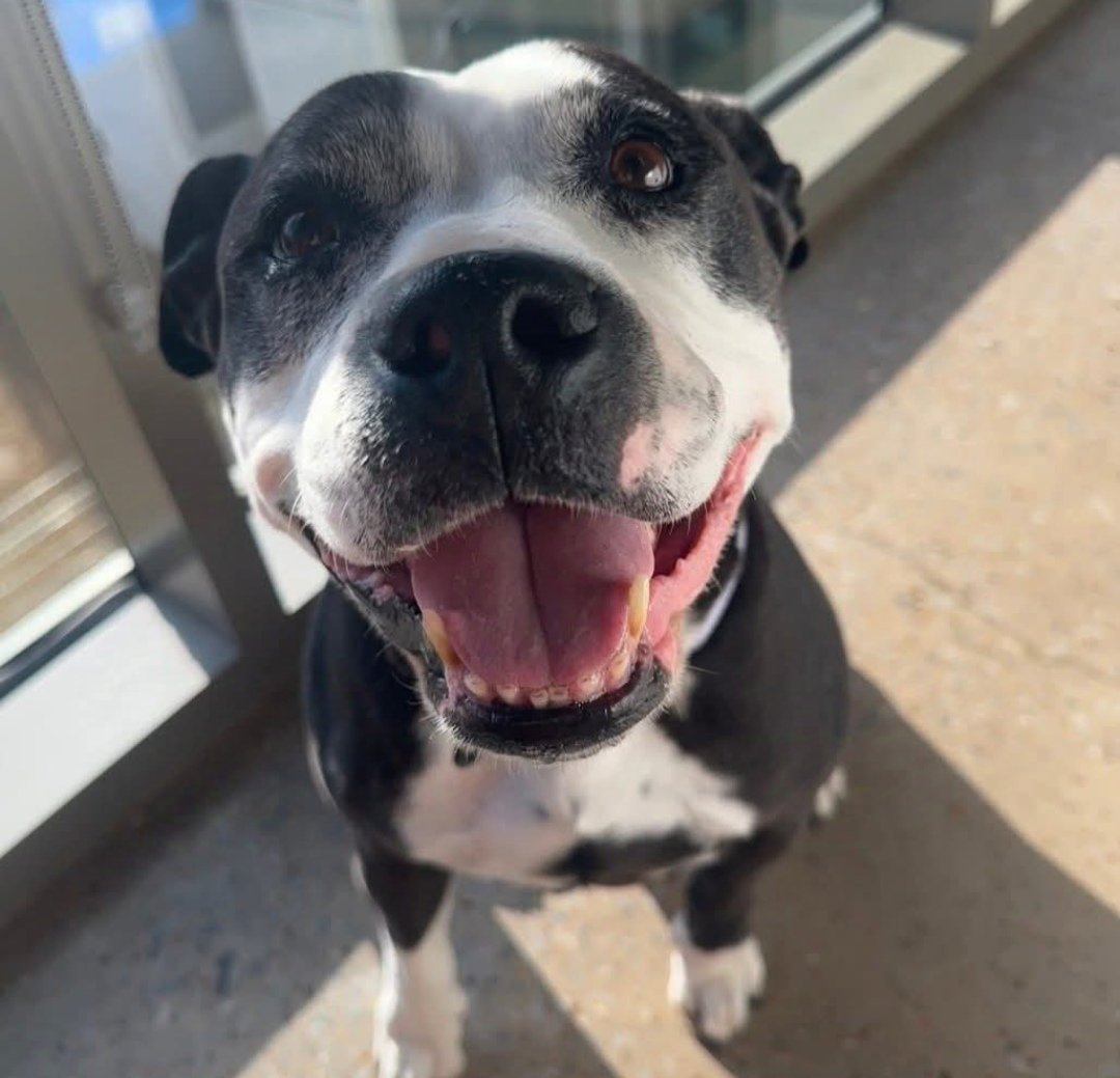 Ready for rehoming 

#doglife