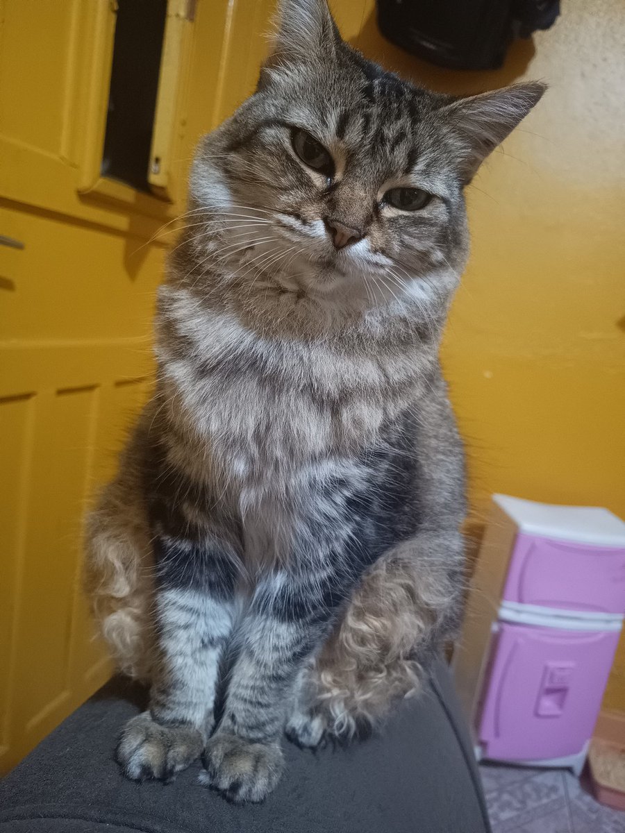 Gatisbleuza parece uma leoa