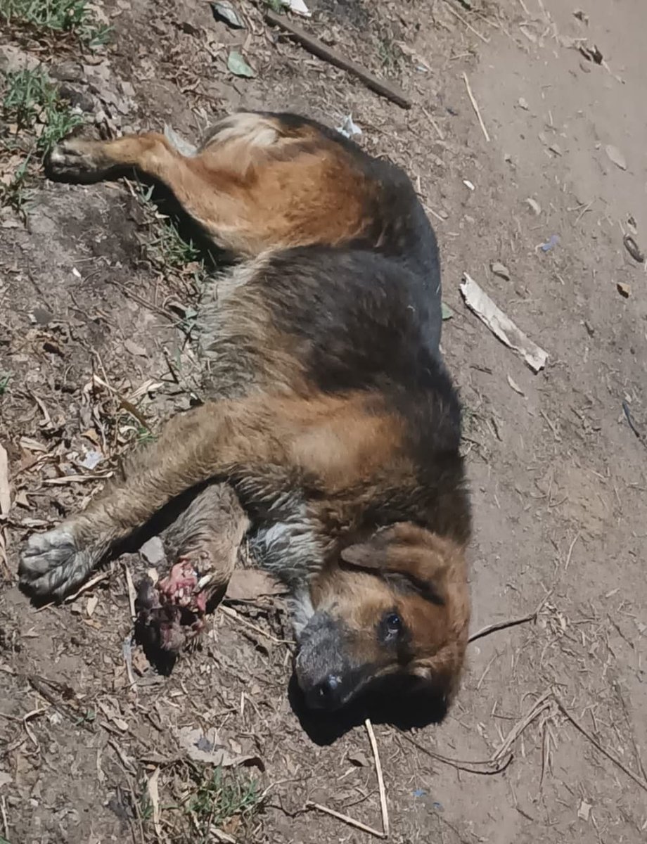 ESTA EN CRAMER ENTRE MORAGA Y MOSCONI
 Barrio Rivadavia merlo
Me avisan de esta alerta voy y el perrito no estaba me dice una chica vecina de esa calle que tiene dueños ese perrito que se le escapa anoche se lo llevo la dueña a el lo atropello un auto !!! 
 1162201256
MARU LEZAMA