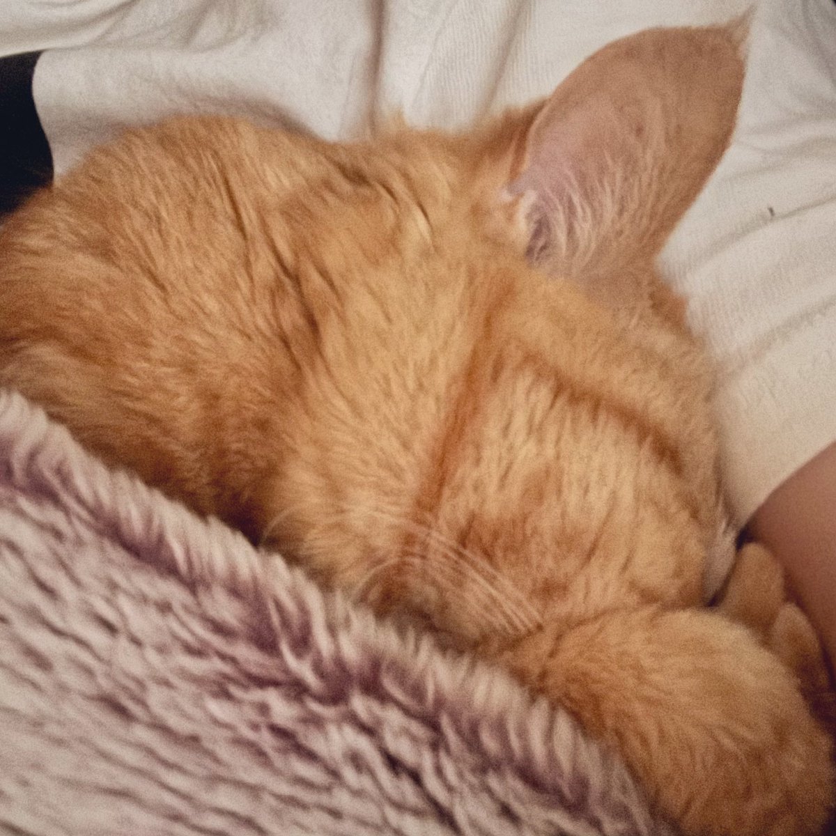 おはようございます。

仮眠のつもりが起きたら朝。