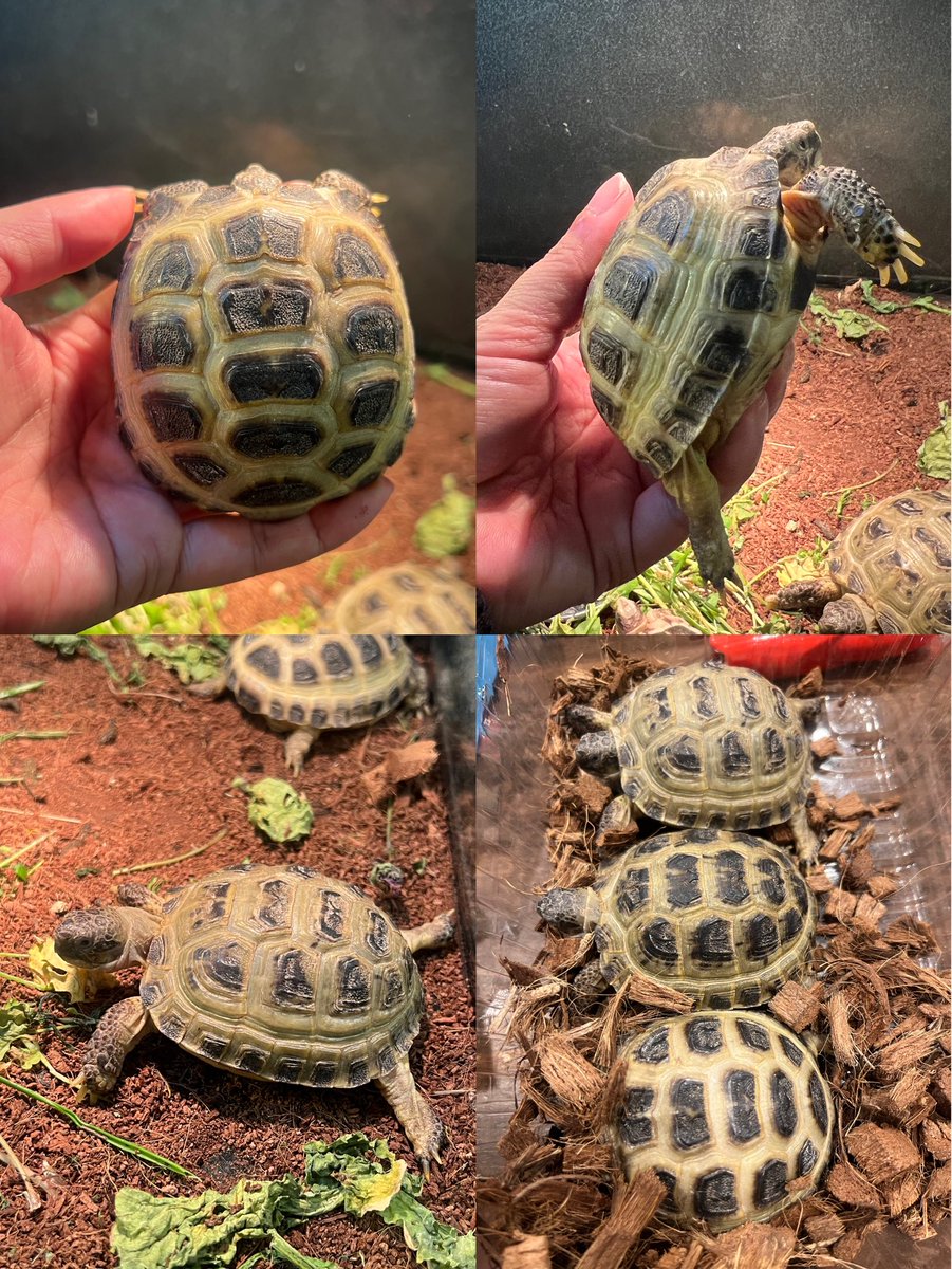 Reptiles Shop Queen tweet media