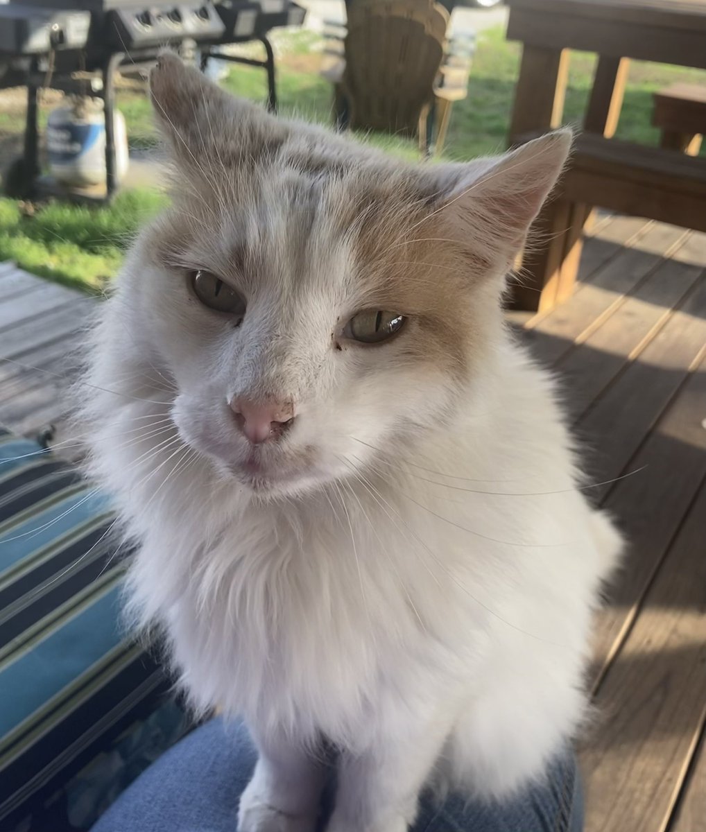 My Peaches crossed the rainbow bridge last night. She was such a good girl. 🐈 🌈 😭