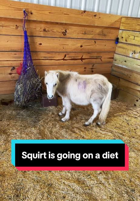horseimage's tweet photo. https://t.co/68wYeutZzd