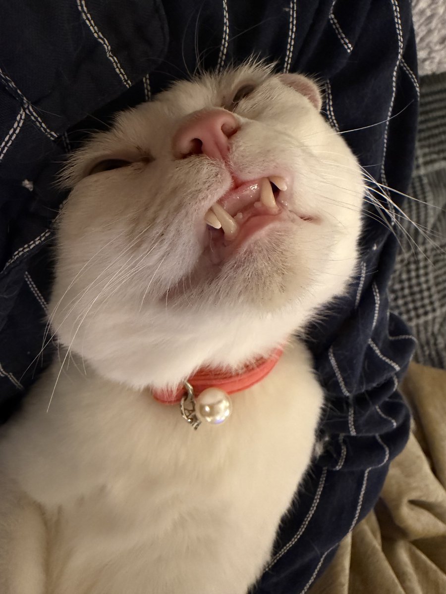 ふみ (@xAzwizeAQXhHvPi) / Posts / X