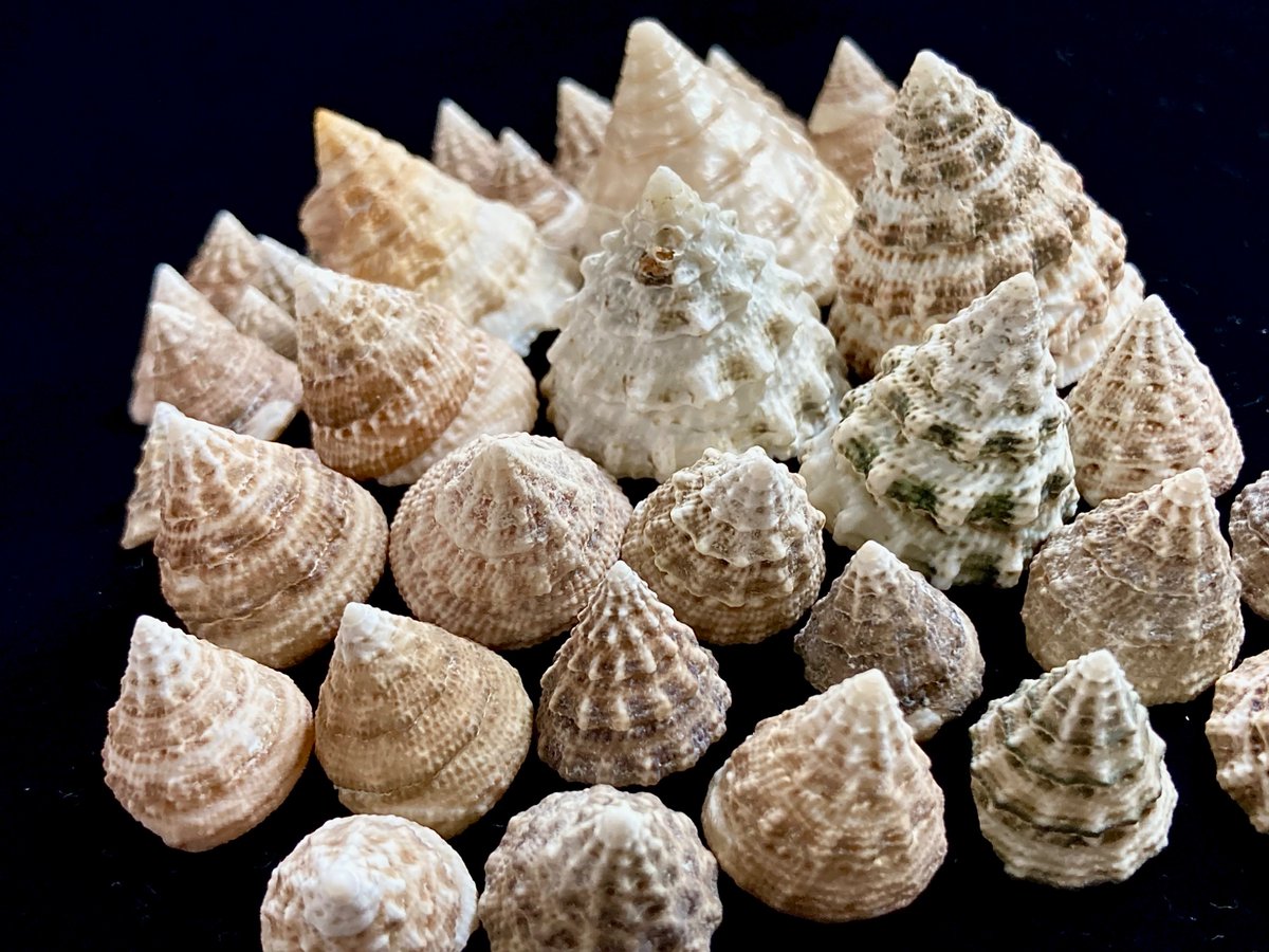 貝殻日和 (@uvYHeMSrf1DLWwf) / Posts / X