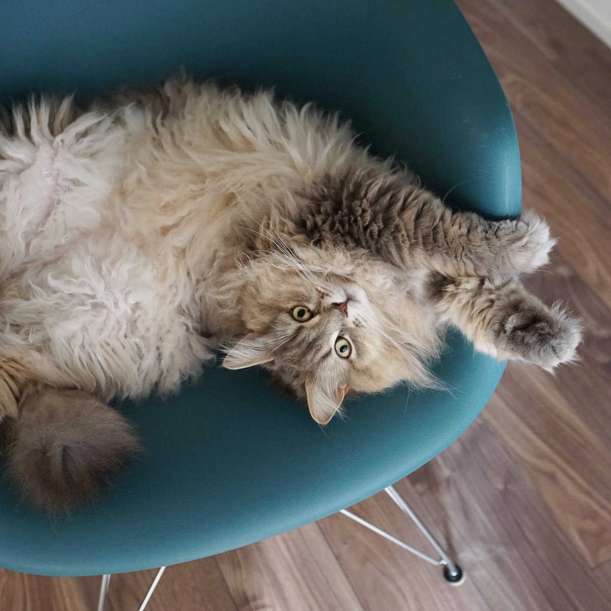 わたあめ (@wataamedetyuyo) / Posts / X