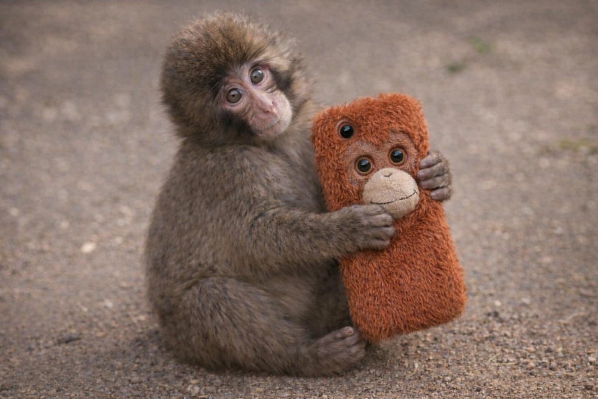 toly's tweet image. Seeker tam includes all simians