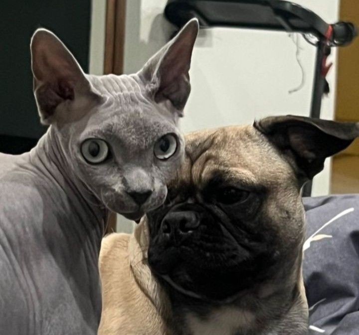 𝓣𝓪𝓷𝓲𝓪 𝓚𝓸𝓷𝓰👽🖤 tweet media