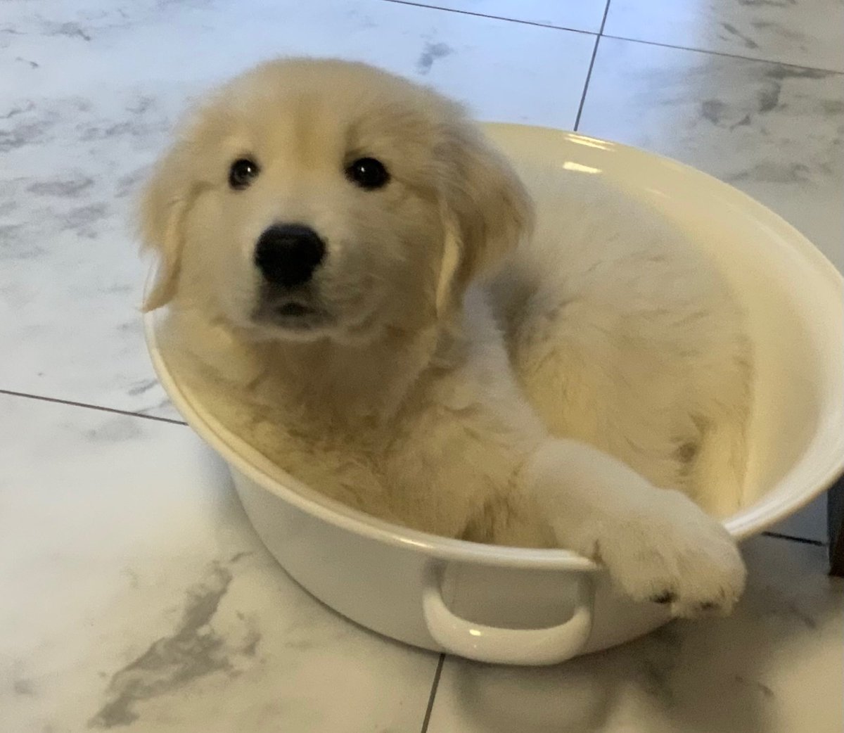 愛犬が仔犬の時の写真は毎日100枚撮っても後に（全然足りん）て思う