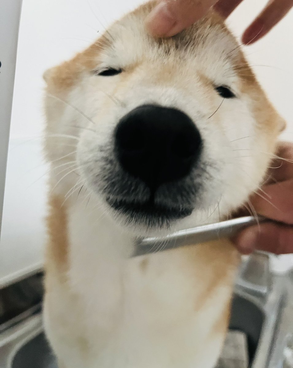 笑顔になるなるこのお顔