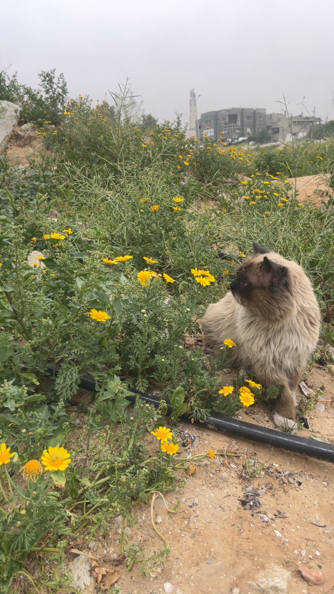 Mo7mmd30's tweet photo. My cat Leo loved flowers.
He used to stand among them quietly, as if searching for a moment of peace in a place that no longer knows peace.
He knew nothing about politics or wars—
he only knew hunger… and waiting.

Leo died from hunger in Gaza.
He died because cruelty became stronger than mercy,
and because even creatures that harm no one
were given their share of death.

These photos are not just memories of a beautiful cat;
they are a testimony to a world that failed to protect its weakest souls.
Rest in peace, Leo,
among the flowers you loved,
far from hunger… and far from war.