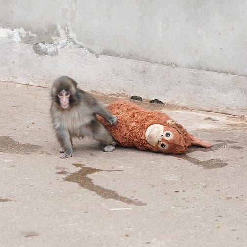 jorgereportero1's tweet photo. 🇯🇵 | IKEA #Japón donó varios peluches al mono #Punch, quien se hizo viral por aferrarse a uno tras ser rechazado por su madre. La empresa entregó nuevos ejemplares de su popular orangután para el pequeño macaco. https://t.co/xoH1uMl00Y