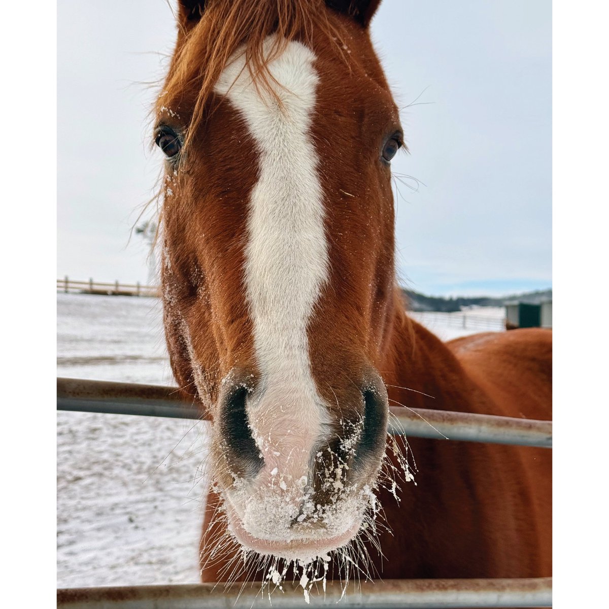 Kindness Ranch tweet media