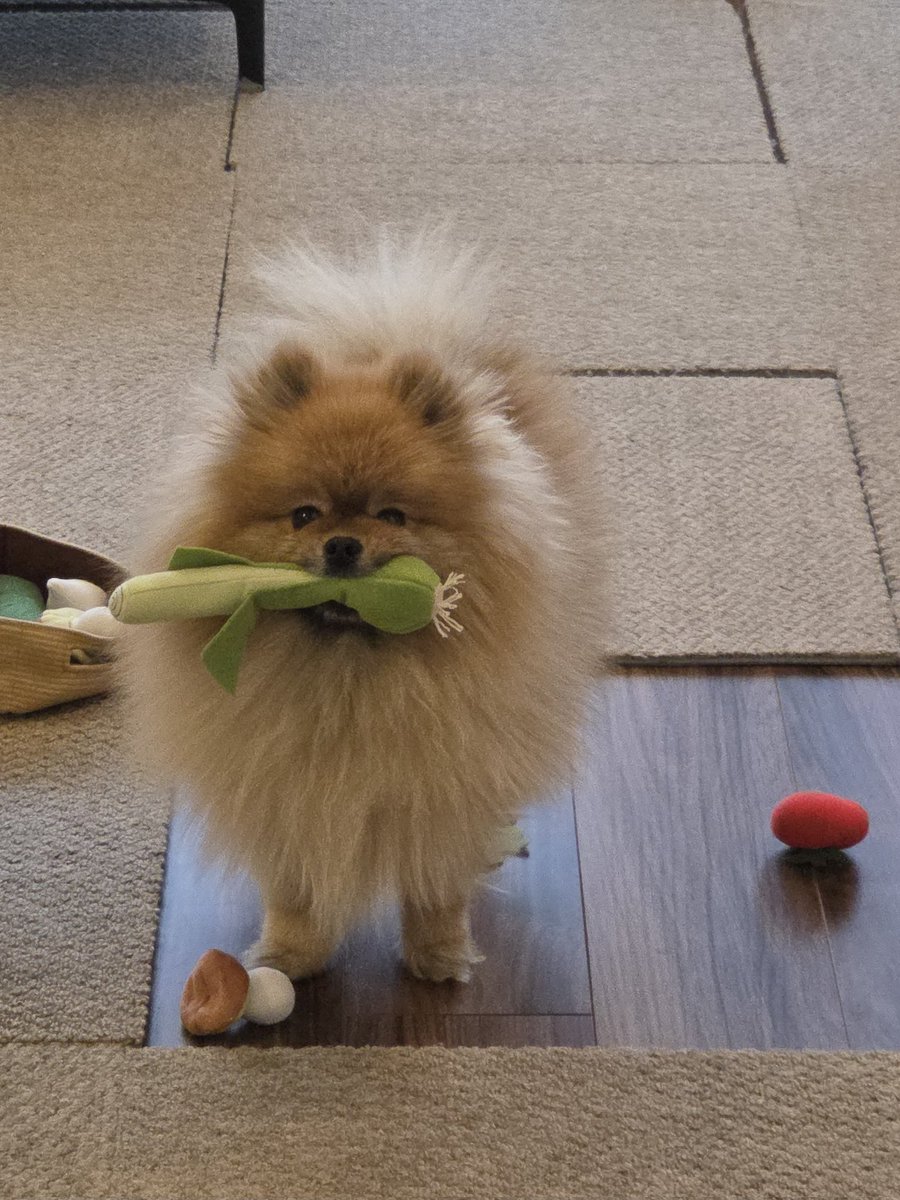 ポメラニアンのポメリー (@pome_pommery) / Posts / X