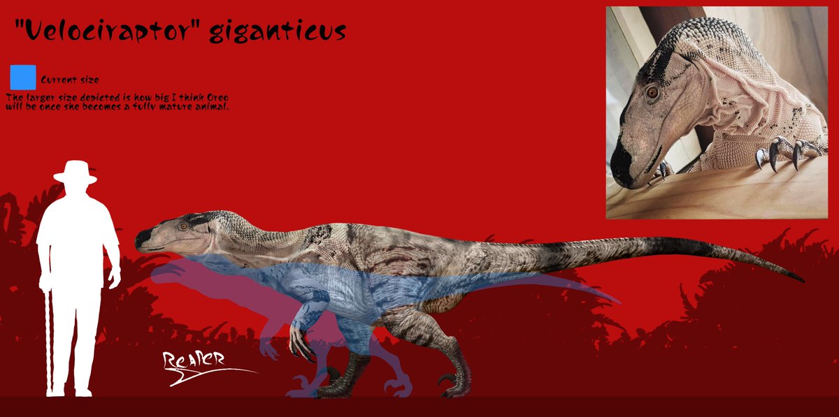 For anyone wondering about Oreo (aka the Ingen Velociraptor I found 4 months ago) she's fine and healthy! Here I bring a diagram about her current size and the estimate I believe she'll reach once she's turns into an adult.