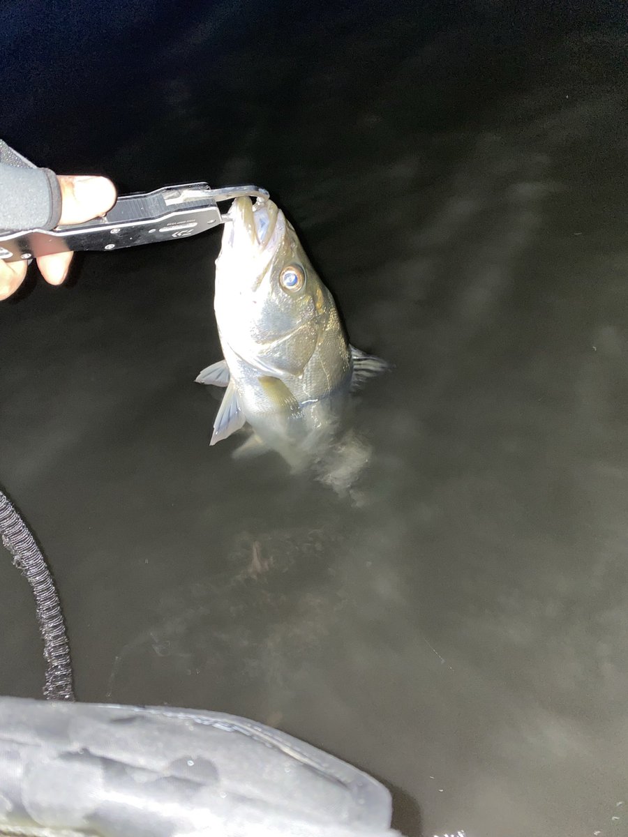 YG_seabass's tweet photo. 最近良い潮回りだけ狙って釣りしてる

上手くならねーな https://t.co/MwaWN2gPln