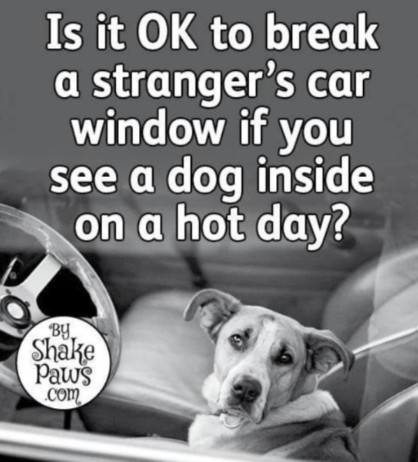 BestinDogs's tweet photo. I would. Would you? https://t.co/byoKRTyJEK