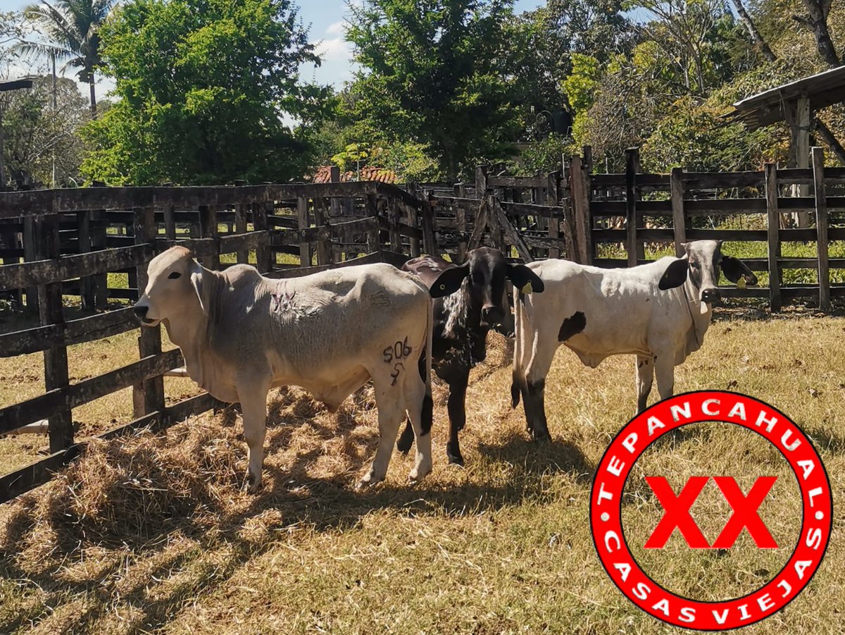 Ranchosybrechas's tweet photo. Becerras brahman haciendo escala en Casas Viejas, para que se desteten bien como diría Rayo.
.
.
.
#rancho #ranchlife #postalesdelcampo #ganado #cattle #ElCampoNoPara #SoyRanchero #Huasteca #Veracruz #Chiconamel #RanchoCasasViejas #SardoNegro #brahman https://t.co/PCxZPF6e5r